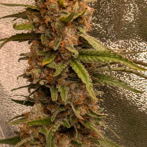 Sundae Driver 🍨🏁 (Royal Queen Seeds) growlog timeline photo