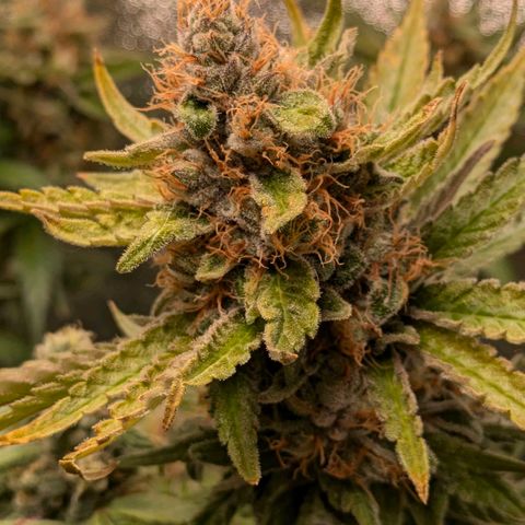 Sundae Driver 🍨🏁 (Royal Queen Seeds) growlog timeline photo