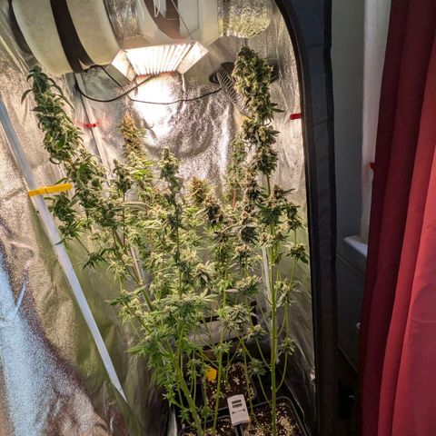 Sundae Driver 🍨🏁 (Royal Queen Seeds) growlog timeline photo