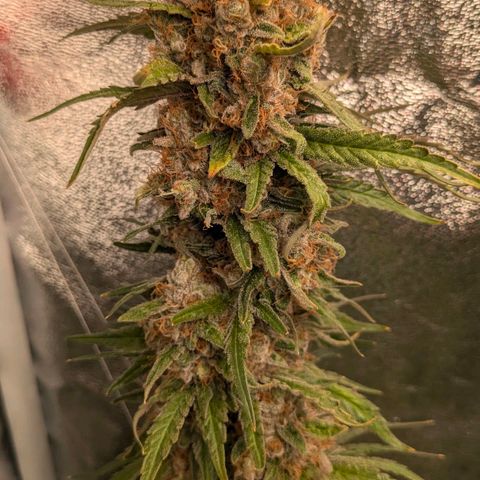 Sundae Driver 🍨🏁 (Royal Queen Seeds) growlog timeline photo