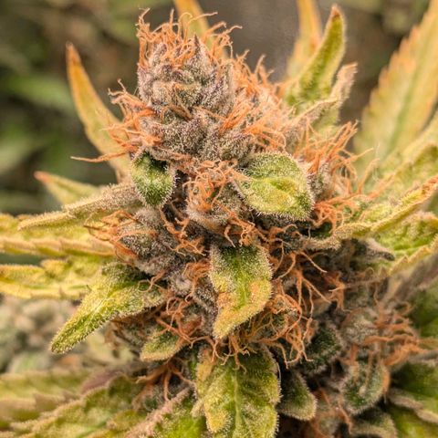 Sundae Driver 🍨🏁 (Royal Queen Seeds) growlog timeline photo