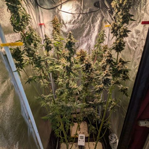 Sundae Driver 🍨🏁 (Royal Queen Seeds) growlog timeline photo
