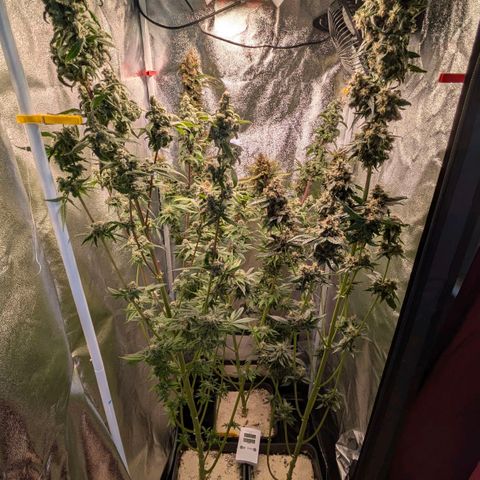 Sundae Driver 🍨🏁 (Royal Queen Seeds) growlog timeline photo
