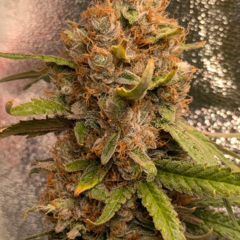 Sundae Driver 🍨🏁 (Royal Queen Seeds) growlog timeline photo