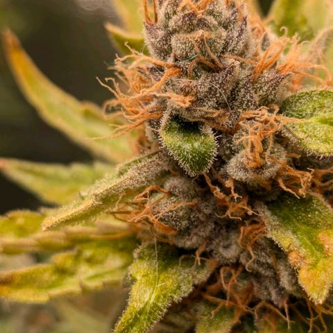 Sundae Driver 🍨🏁 (Royal Queen Seeds) growlog timeline photo