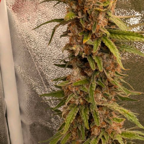 Sundae Driver 🍨🏁 (Royal Queen Seeds) growlog timeline photo