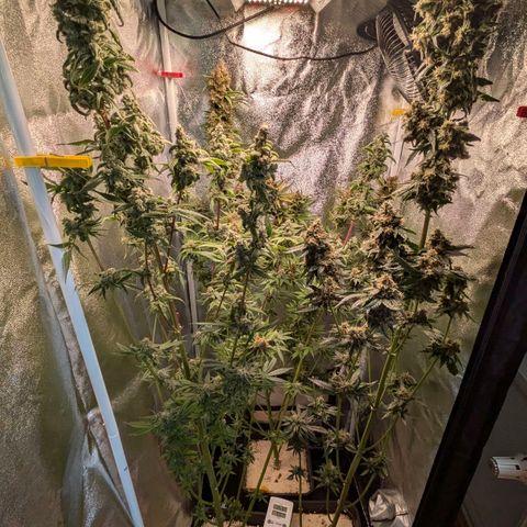 Sundae Driver 🍨🏁 (Royal Queen Seeds) growlog timeline photo