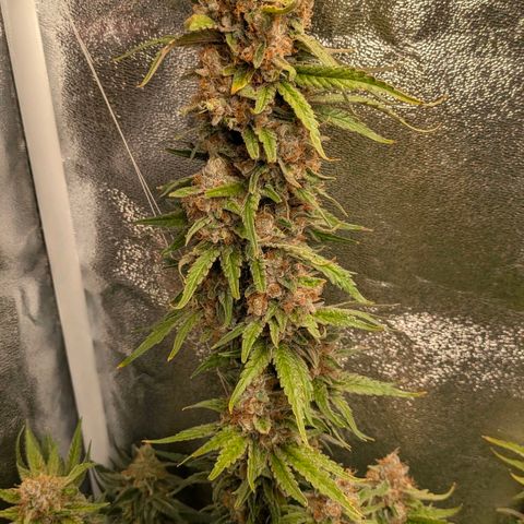 Sundae Driver 🍨🏁 (Royal Queen Seeds) growlog timeline photo