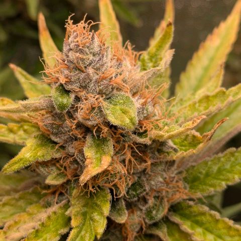 Sundae Driver 🍨🏁 (Royal Queen Seeds) growlog timeline photo