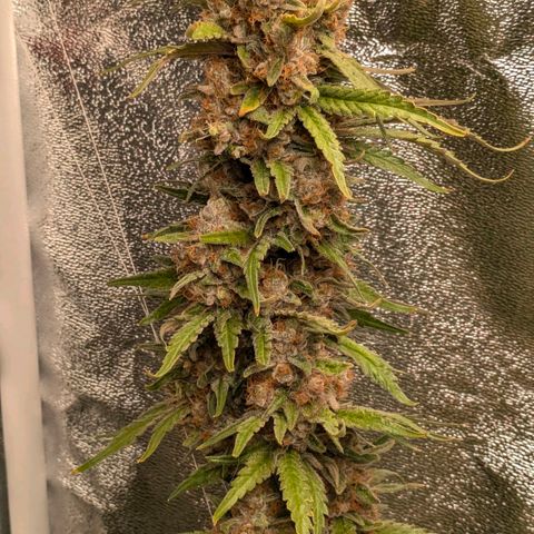 Sundae Driver 🍨🏁 (Royal Queen Seeds) growlog timeline photo