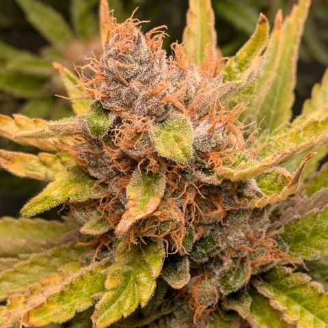 Sundae Driver 🍨🏁 (Royal Queen Seeds) growlog timeline photo