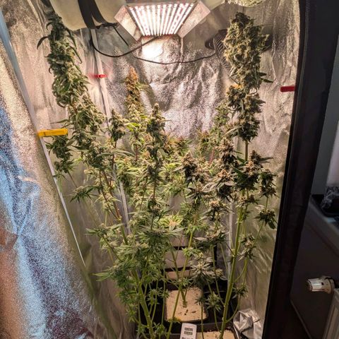 Sundae Driver 🍨🏁 (Royal Queen Seeds) growlog timeline photo