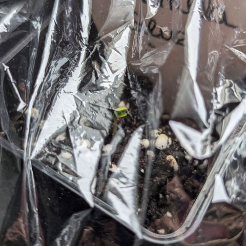 Gorilla Glue 🦍🤏🏻 (Zamnesia) growlog photo