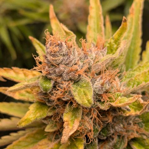 Sundae Driver 🍨🏁 (Royal Queen Seeds) growlog timeline photo