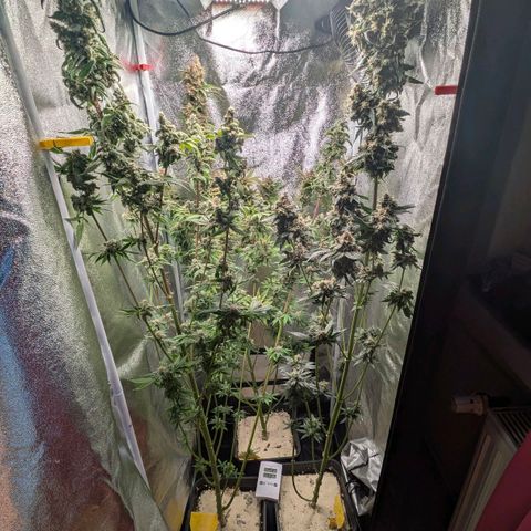 Sundae Driver 🍨🏁 (Royal Queen Seeds) growlog timeline photo