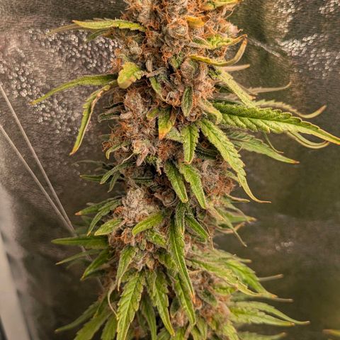 Sundae Driver 🍨🏁 (Royal Queen Seeds) growlog timeline photo