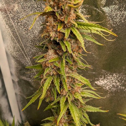 Sundae Driver 🍨🏁 (Royal Queen Seeds) growlog timeline photo