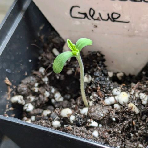 Gorilla Glue 🦍🤏🏻 (Zamnesia) growlog photo