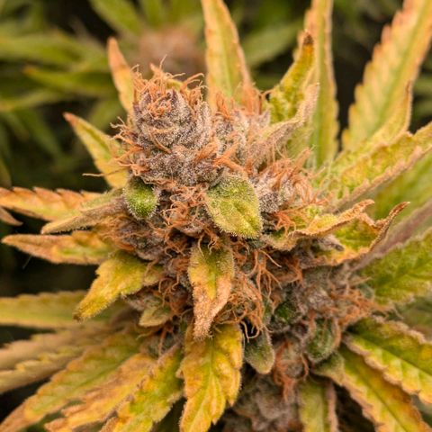 Sundae Driver 🍨🏁 (Royal Queen Seeds) growlog timeline photo