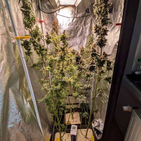 Sundae Driver 🍨🏁 (Royal Queen Seeds) growlog timeline photo