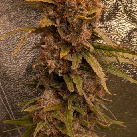 Sundae Driver 🍨🏁 (Royal Queen Seeds) growlog timeline photo