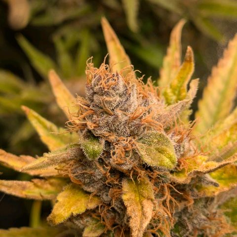 Sundae Driver 🍨🏁 (Royal Queen Seeds) growlog timeline photo