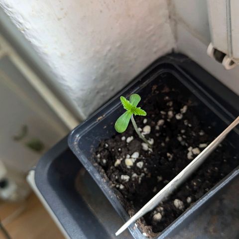 Gorilla Glue 🦍🤏🏻 (Zamnesia) growlog timeline photo