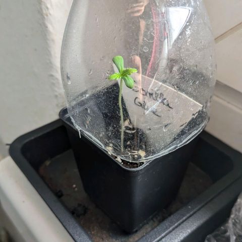 Gorilla Glue 🦍🤏🏻 (Zamnesia) growlog timeline photo