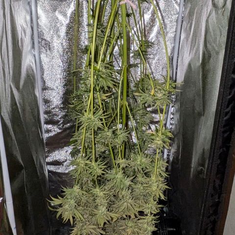 Sundae Driver 🍨🏁 (Royal Queen Seeds) growlog timeline photo