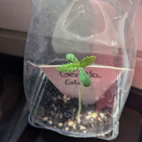 Gorilla Glue 🦍🤏🏻 (Zamnesia) growlog timeline photo