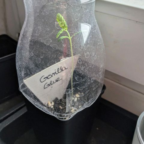 Gorilla Glue 🦍🤏🏻 (Zamnesia) growlog timeline photo