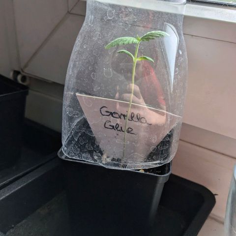 Gorilla Glue 🦍🤏🏻 (Zamnesia) growlog timeline photo