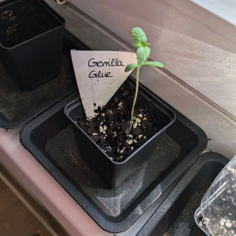 Gorilla Glue 🦍🤏🏻 (Zamnesia) growlog timeline photo