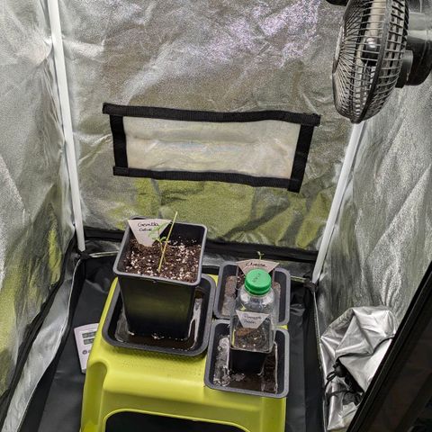 Gorilla Glue 🦍🤏🏻 (Zamnesia) growlog timeline photo