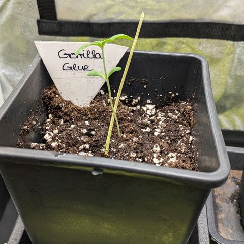 Gorilla Glue 🦍🤏🏻 (Zamnesia) growlog timeline photo