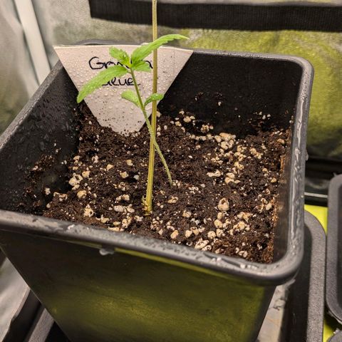 Gorilla Glue 🦍🤏🏻 (Zamnesia) growlog timeline photo