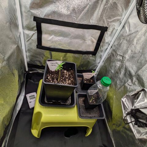 Gorilla Glue 🦍🤏🏻 (Zamnesia) growlog timeline photo