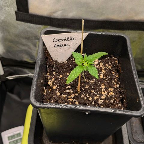 Gorilla Glue 🦍🤏🏻 (Zamnesia) growlog timeline photo