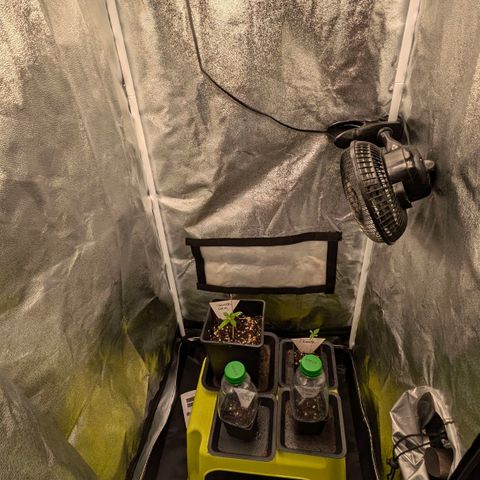 Gorilla Glue 🦍🤏🏻 (Zamnesia) growlog timeline photo