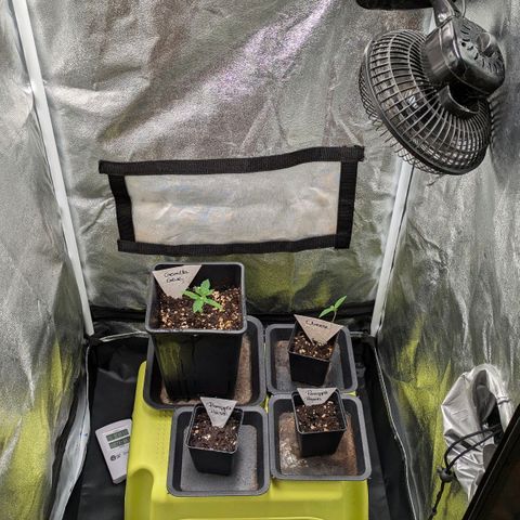 Gorilla Glue 🦍🤏🏻 (Zamnesia) growlog timeline photo
