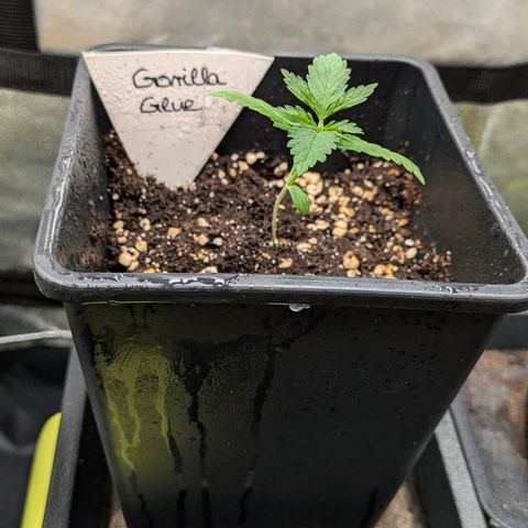 Gorilla Glue 🦍🤏🏻 (Zamnesia) growlog timeline photo