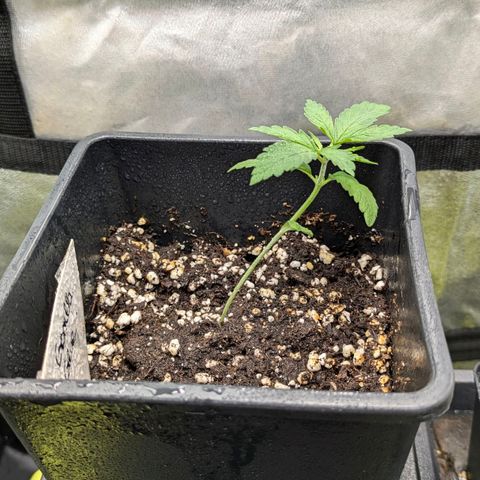 Gorilla Glue 🦍🤏🏻 (Zamnesia) growlog timeline photo