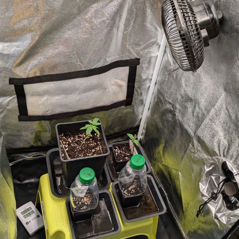 Gorilla Glue 🦍🤏🏻 (Zamnesia) growlog timeline photo
