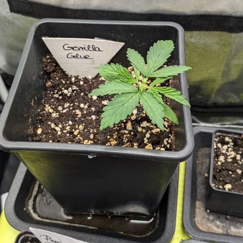 Gorilla Glue 🦍🤏🏻 (Zamnesia) growlog timeline photo