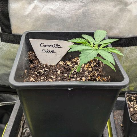 Gorilla Glue 🦍🤏🏻 (Zamnesia) growlog timeline photo