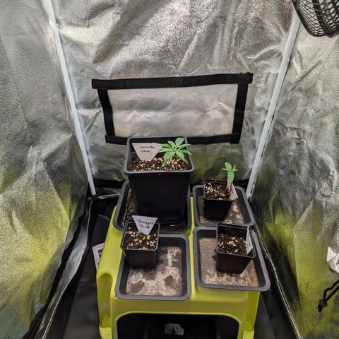 Gorilla Glue 🦍🤏🏻 (Zamnesia) growlog timeline photo