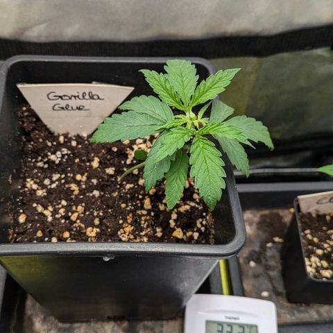Gorilla Glue 🦍🤏🏻 (Zamnesia) growlog timeline photo