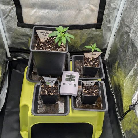 Gorilla Glue 🦍🤏🏻 (Zamnesia) growlog timeline photo