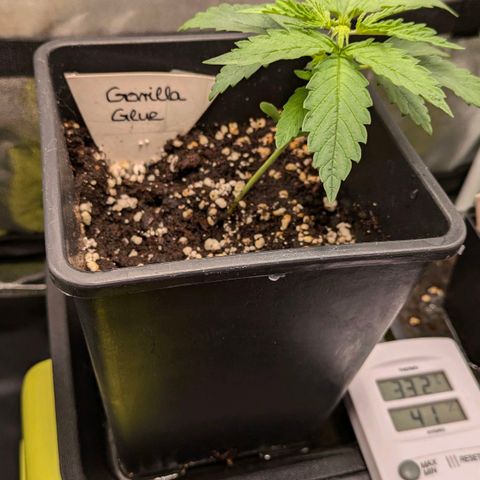 Gorilla Glue 🦍🤏🏻 (Zamnesia) growlog timeline photo