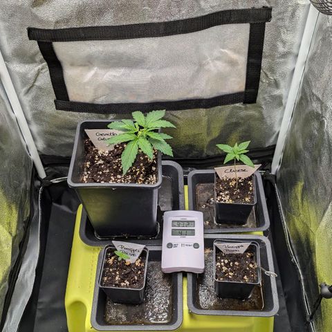 Gorilla Glue 🦍🤏🏻 (Zamnesia) growlog timeline photo